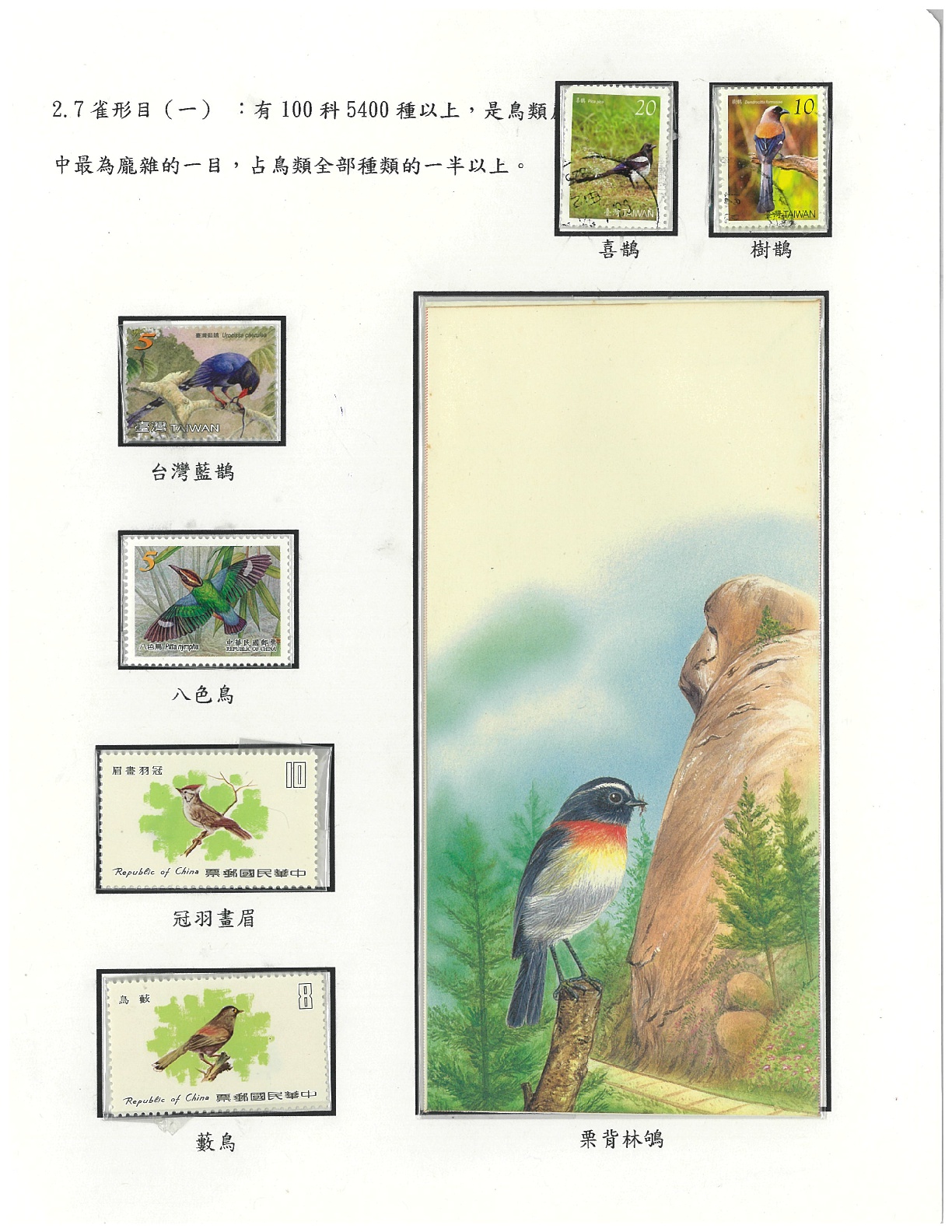 鳥類-9